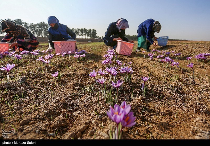 عکس/ برداشت زعفران در مبارکه اصفهان