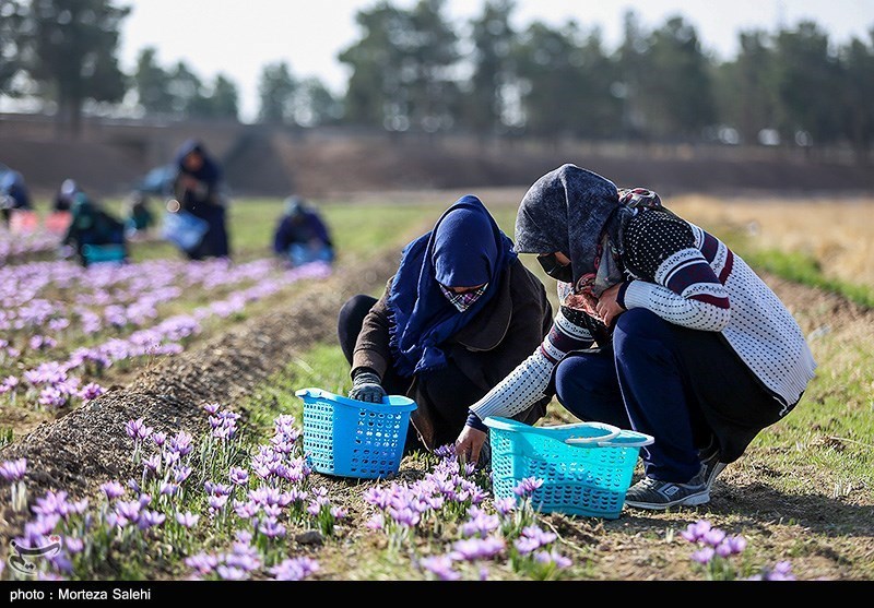 عکس/ برداشت زعفران در مبارکه اصفهان