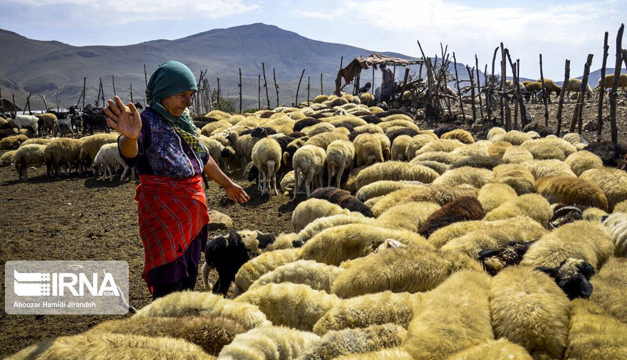 عملیات خرید حمایتی دام روستایی در گنبدکاووس آغاز شد