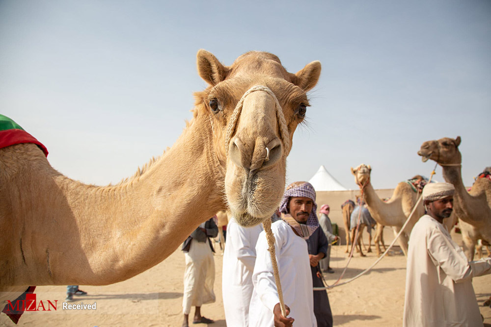 تصاویری از مسابقات زیبایی شتر در امارات