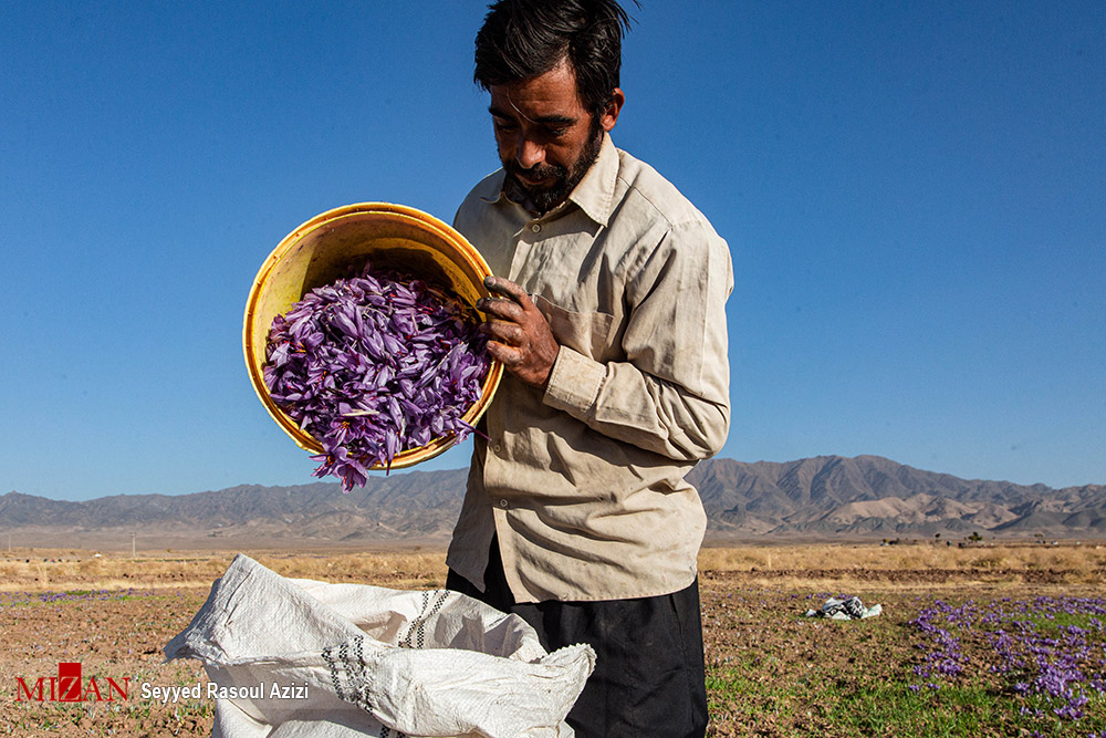 عکس/ برداشت طلای سرخ در استان خراسان