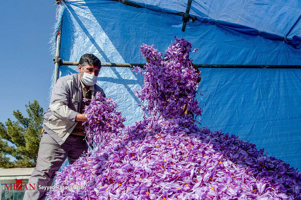 عکس/ برداشت طلای سرخ در استان خراسان