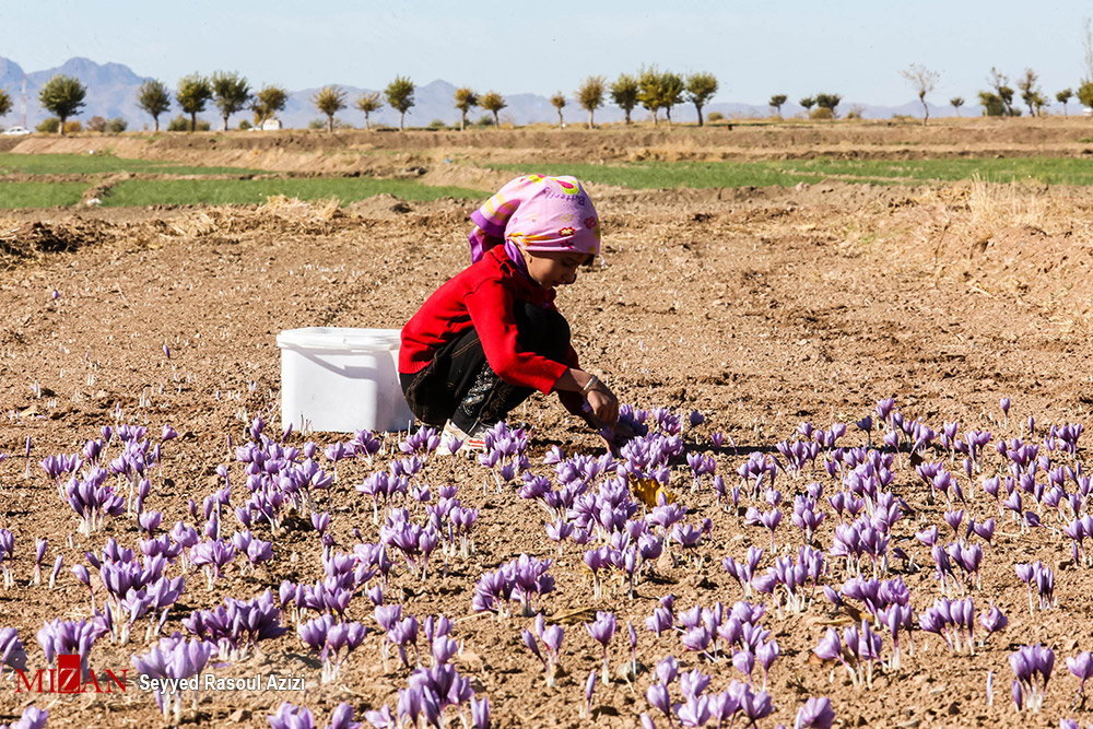 عکس/ برداشت طلای سرخ در استان خراسان