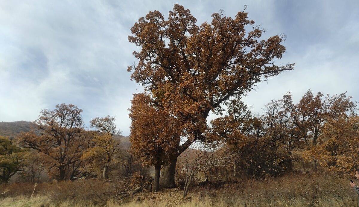 بلندترین درخت مازودار ایران در بانه ثبت ملی ـ طبیعی شد