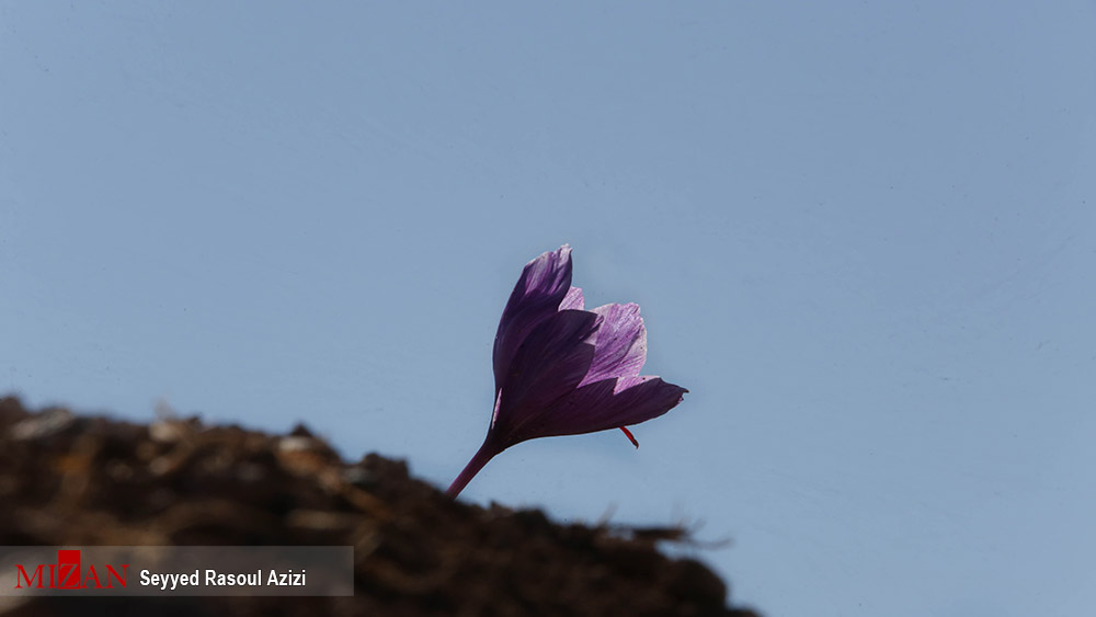 عکس/ برداشت طلای سرخ در استان خراسان