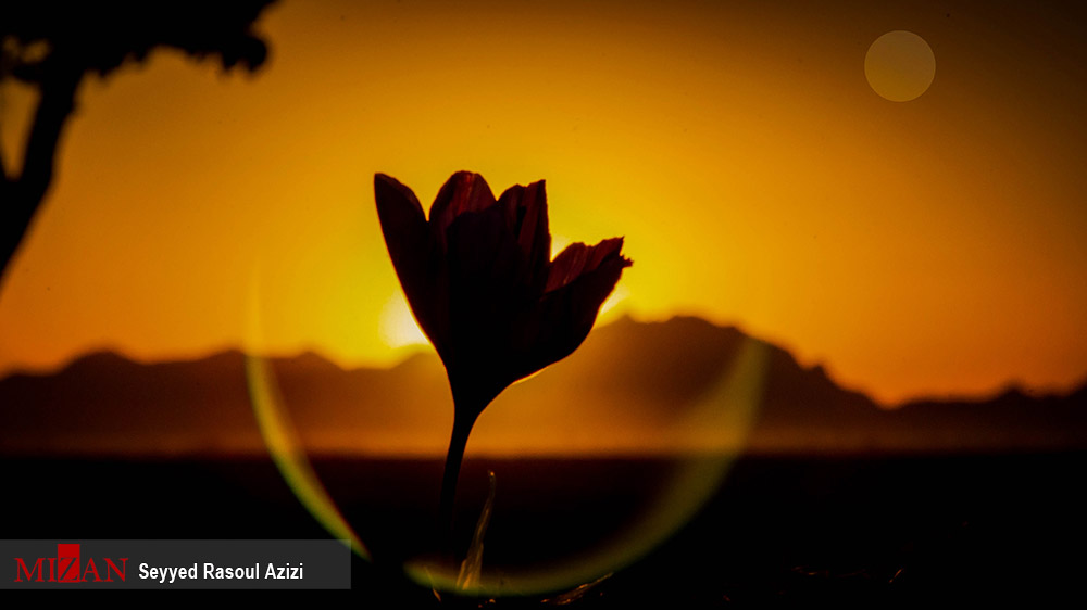 عکس/ برداشت طلای سرخ در استان خراسان