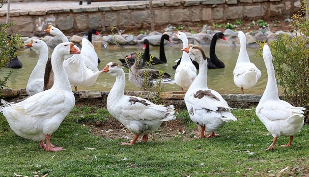 مشاهده آنفلوآنزای فوق حاد پرندگان در مازندران