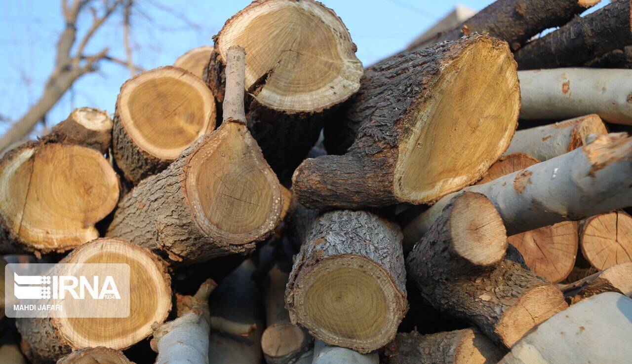 محموله چوب قاچاق در بجستان کشف شد