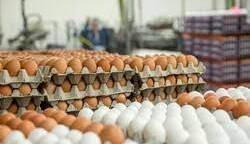 ۴ تن تخم مرغ در میاندوآب کشف شد