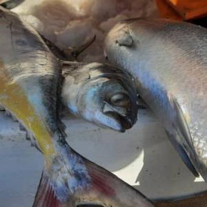 توقیف ۱۰۰ کیلوگرم ماهی فاقد مجوز حمل در دیهوک