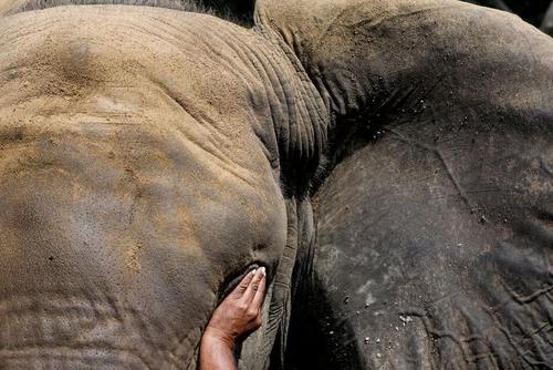 مداوای چشم یک فیل در کراچی