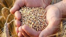 یک میلیون تن گندم بیشتر از پارسال وارد بنادر شد