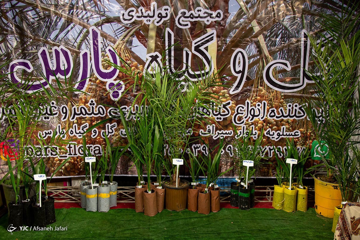 نمایشگاه بین‌المللی خرما در بوشهر