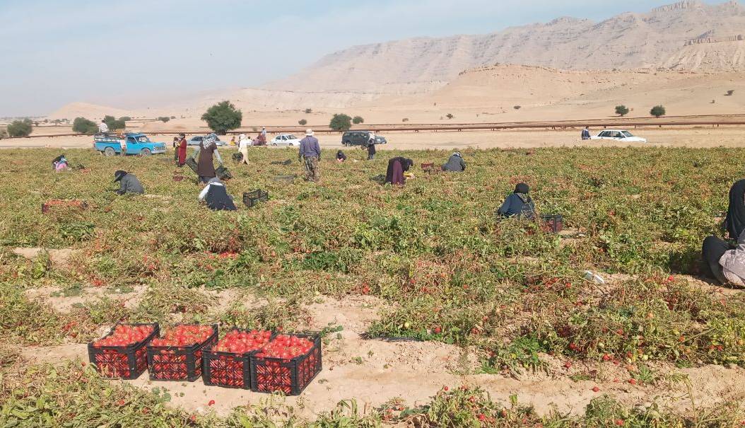 برداشت ۴۵ هزار تن گوجه‌فرنگی در گچساران