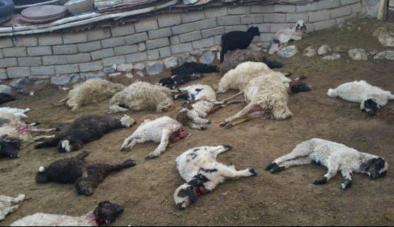 گرگها در اشنویه ۲۵ رأس گوسفند را دریدند