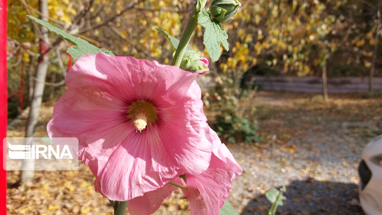 جلوه‌ای زیبا از طبیعت پاییزی ملایر