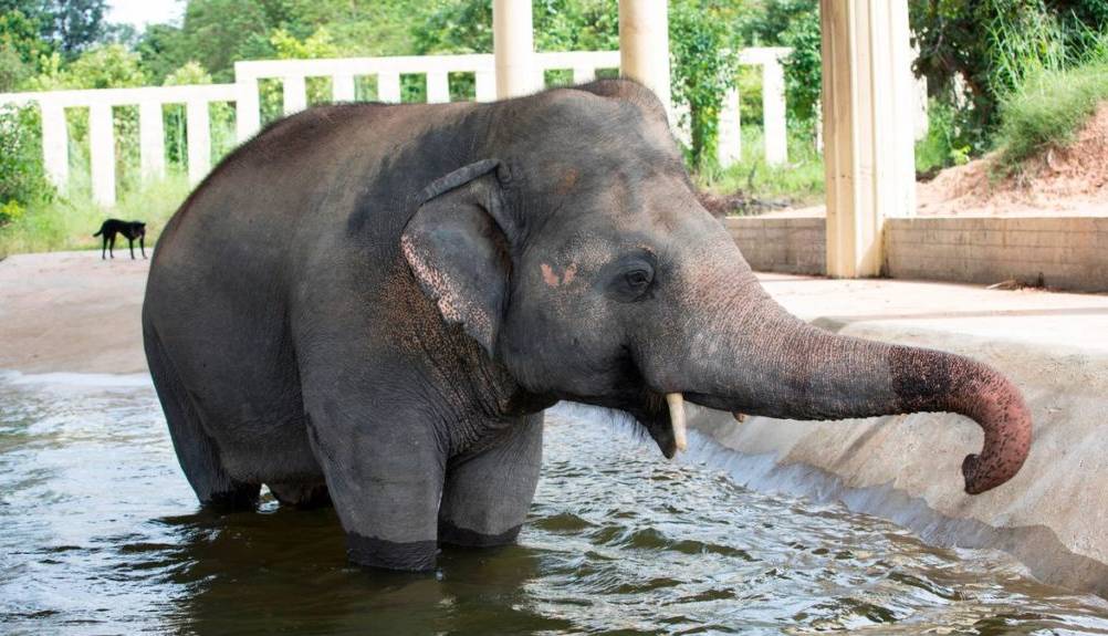 گوناگون/ حال و روز تنهاترین فیل دنیا در جنگل کامبوج