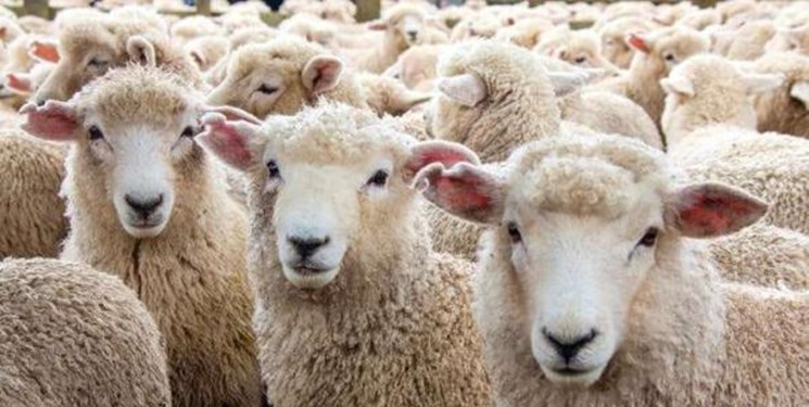 دولت به‌ازای هر گوسفند مولد ۱۲۰ کیلو «جو» می‌دهد