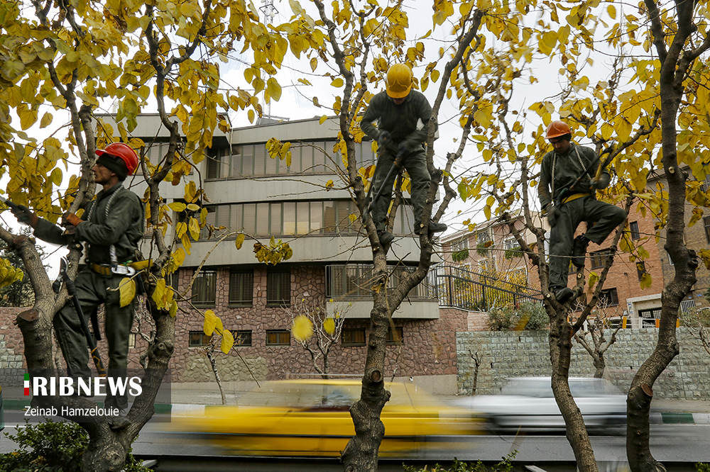 عکس/ پیرایش زمستانه درختان اتوبان‌های تهران