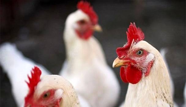 مدیرعامل اتحادیه مرغداران یزد: مرغ باید ۳۱ هزار تومان شود!