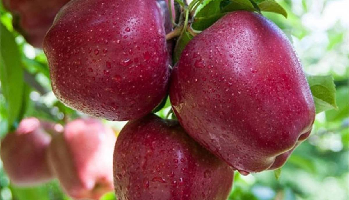 دفع سرب از بدن در روز‌های آلودگی هوا با خوردن این میوه