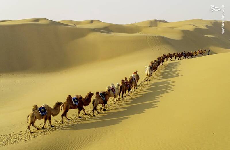 رژه شترها در صحرا
