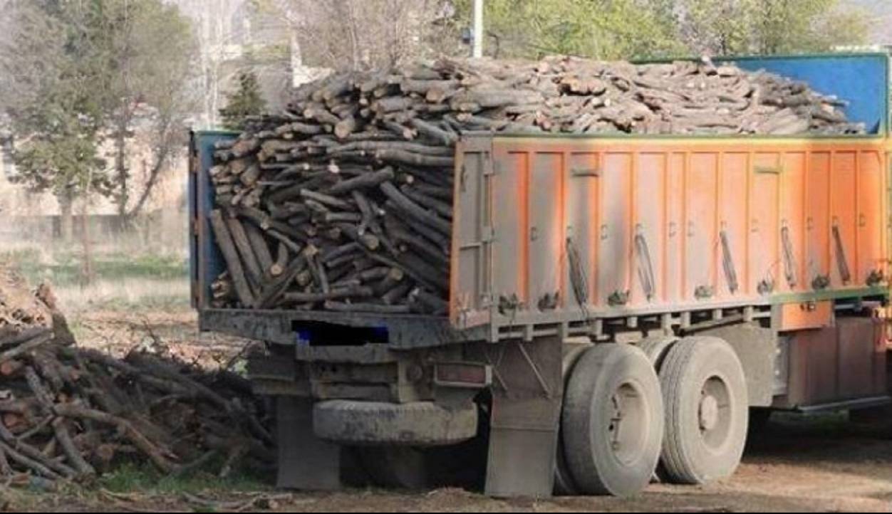 تشکیل ۹ فقره پرونده تخلف قطع درختان مثمر در بیجار