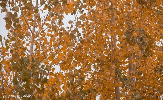 پاییز هزار رنگ پردیسان از قاب دوربین