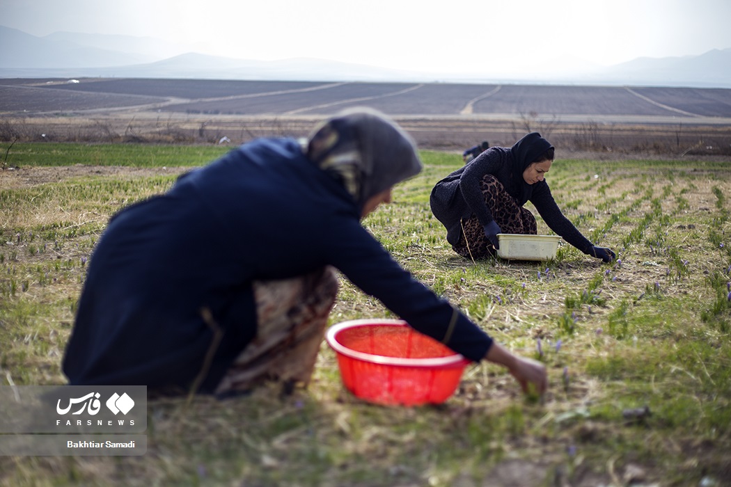 عکس/ کارآفرینی با کشت زعفران در کردستان