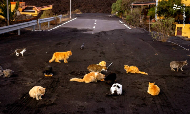 تلاش گربه‌ها برای پیدا کردن غذا در میان غبار آتشفشان
