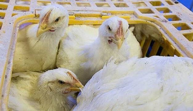 کشف ۲۷۰۰ قطعه مرغ زنده قاچاق در ابرکوه