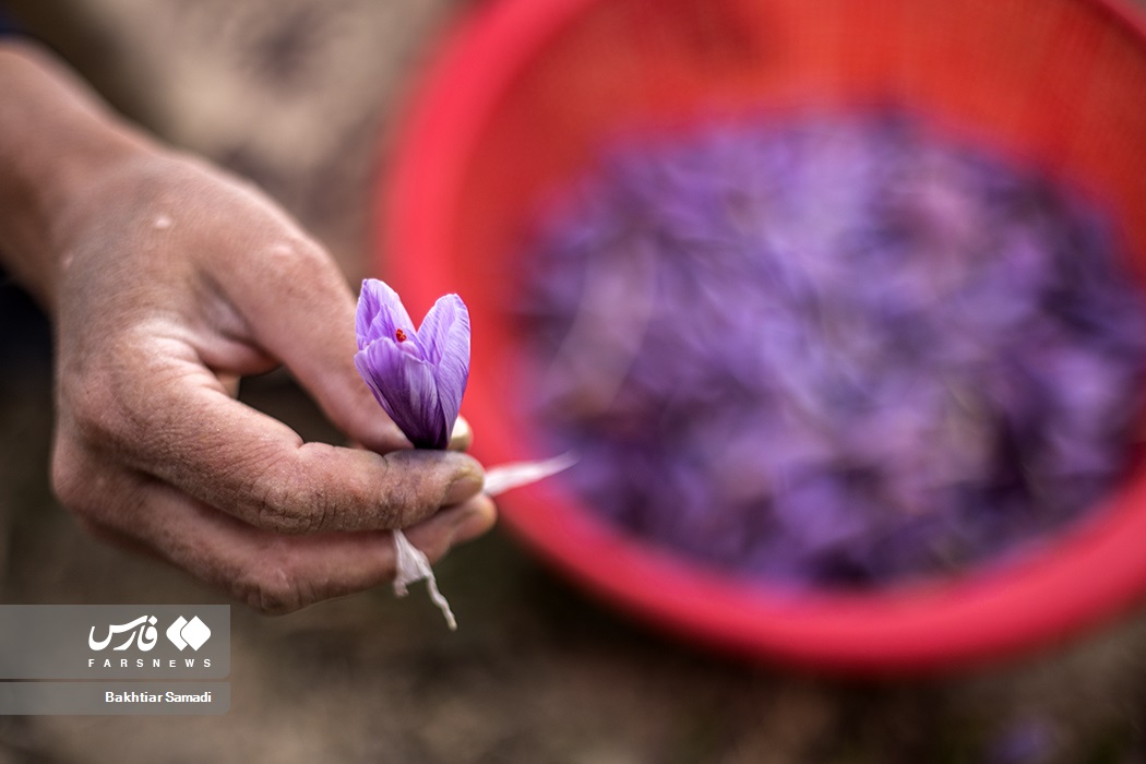 عکس/ کارآفرینی با کشت زعفران در کردستان