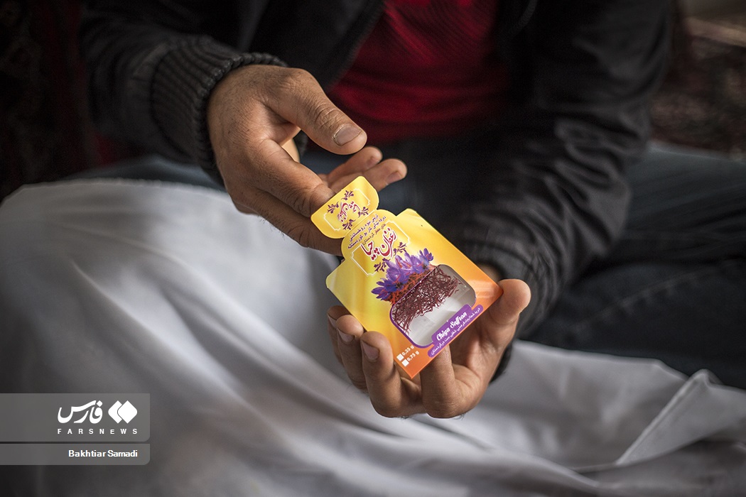 عکس/ کارآفرینی با کشت زعفران در کردستان