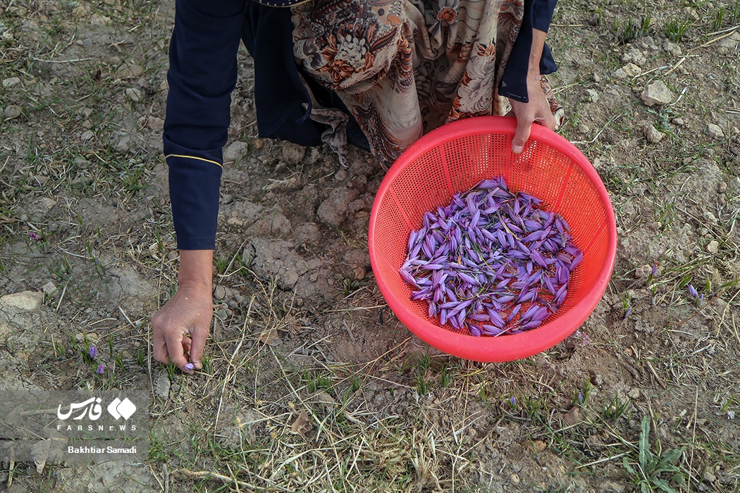 عکس/ کارآفرینی با کشت زعفران در کردستان