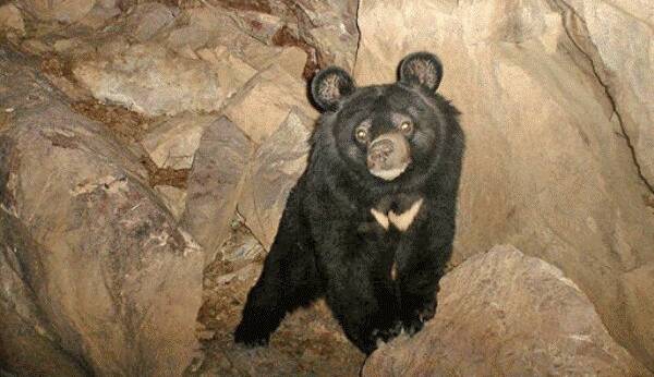 زنده‌گیری خرس سیاه در بخش فاریاب رودان