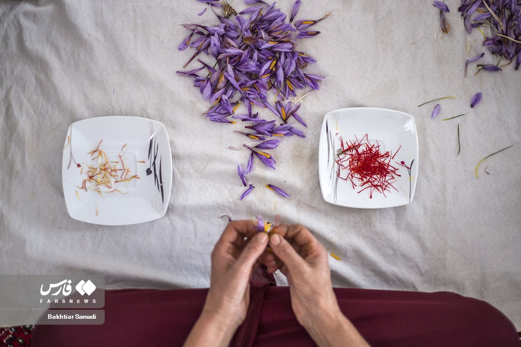 عکس/ کارآفرینی با کشت زعفران در کردستان