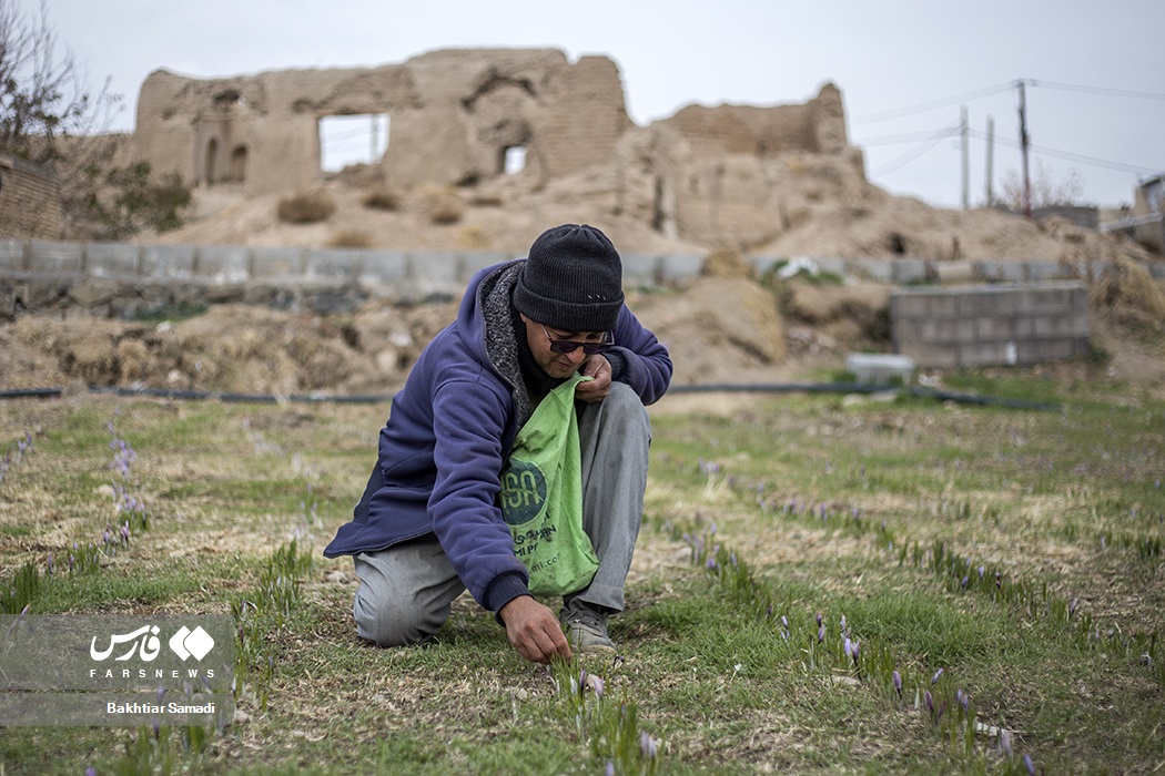 عکس/ کارآفرینی با کشت زعفران در کردستان