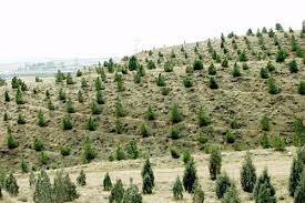 طرح توسعه جنگل در ۱۷۵۰ هکتار از اراضی اصفهان اجرا می‌شود