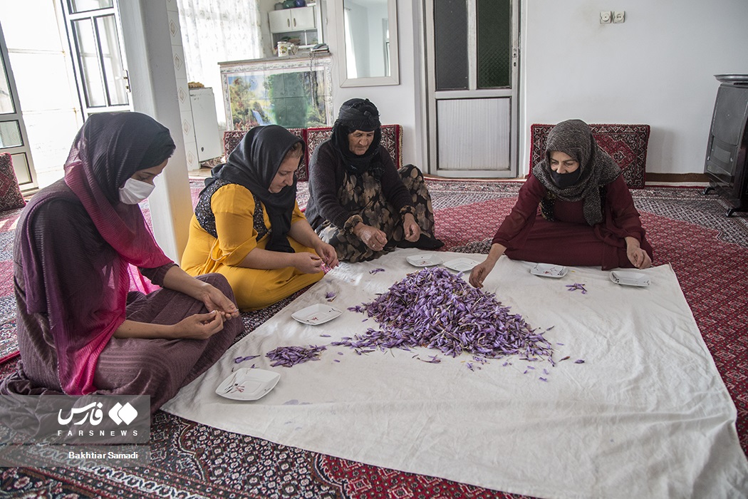 عکس/ کارآفرینی با کشت زعفران در کردستان
