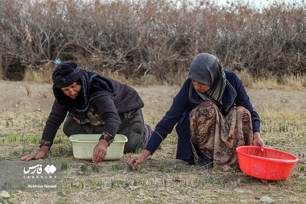 عکس/ کارآفرینی با کشت زعفران در کردستان