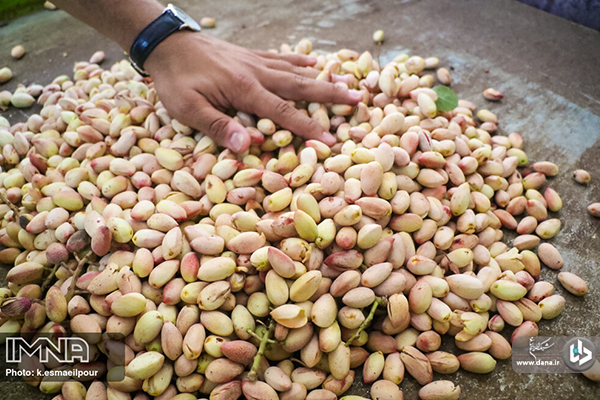 برداشت پسته در ایلخچی آذربایجان شرقی