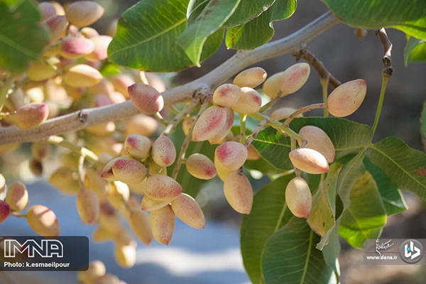 برداشت پسته در ایلخچی آذربایجان شرقی