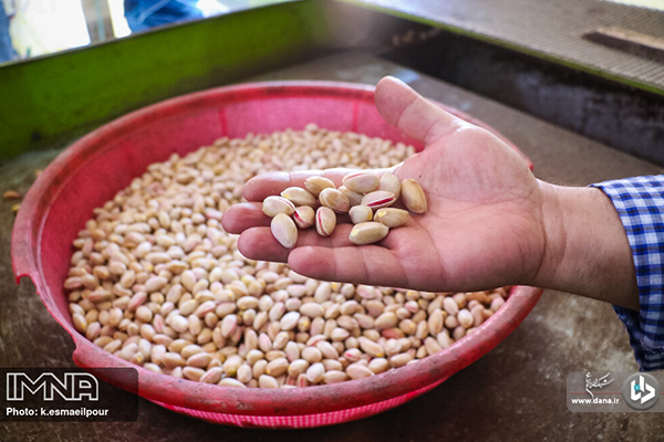 برداشت پسته در ایلخچی آذربایجان شرقی