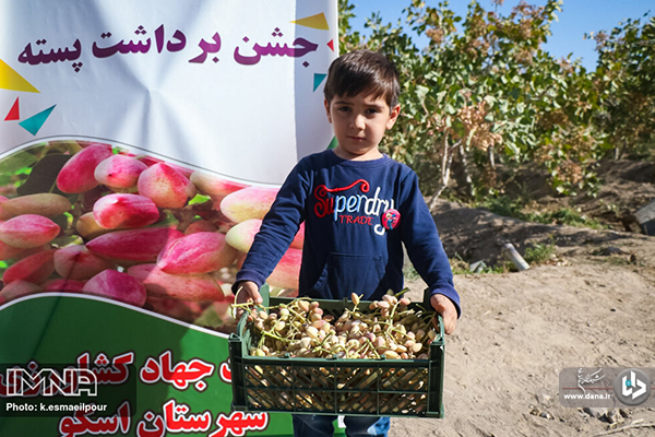 برداشت پسته در ایلخچی آذربایجان شرقی