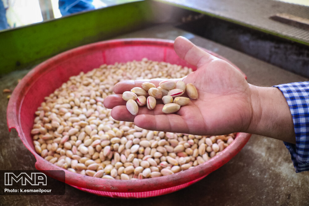 عکس/ برداشت پسته در ایلخچی آذربایجان شرقی