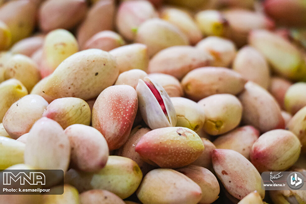 برداشت پسته در ایلخچی آذربایجان شرقی