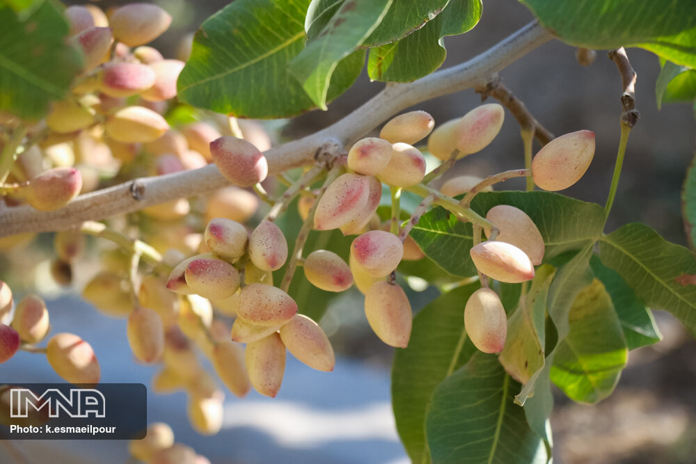 عکس/ برداشت پسته در ایلخچی آذربایجان شرقی
