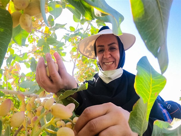 برداشت پسته در ایلخچی آذربایجان شرقی