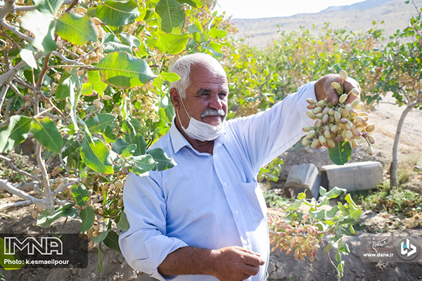 برداشت پسته در ایلخچی آذربایجان شرقی