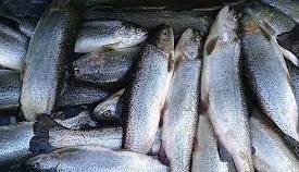 افزایش 80 درصدی قیمت ماهی؛ یک کیلو قزل آلا 80 هزار تومان